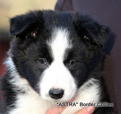black and white FEMALE border collie puppy